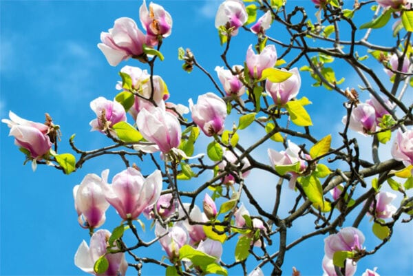 cs magnolia
